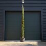 Italiaanse cipres 400-450 cm